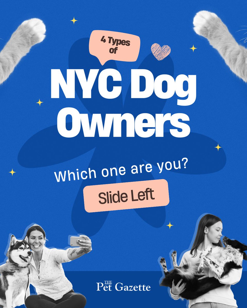 thepetgazette98's tweet image. We love ALL of them 😂🐾 Which NYC dog owner are you? Tag your people 👇
#NYCDogOwner #NYCDogs #PetGazette #DogHumor #NYCPetLife