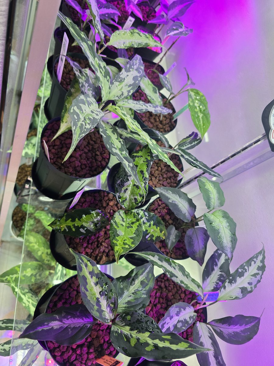 草屋(愛好家)笑 tweet media