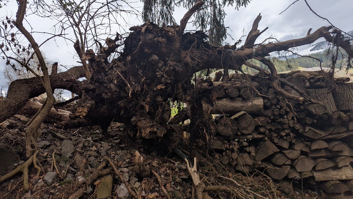 Bergbauer Pinhead tweet media