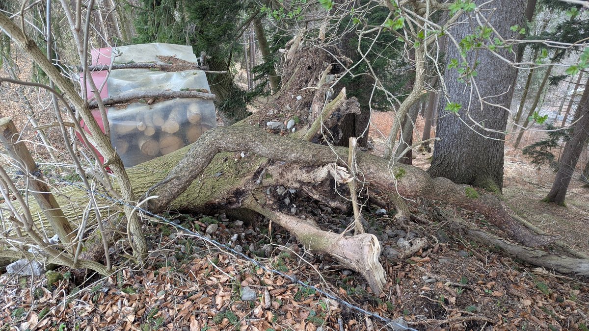 Bergbauer Pinhead tweet media