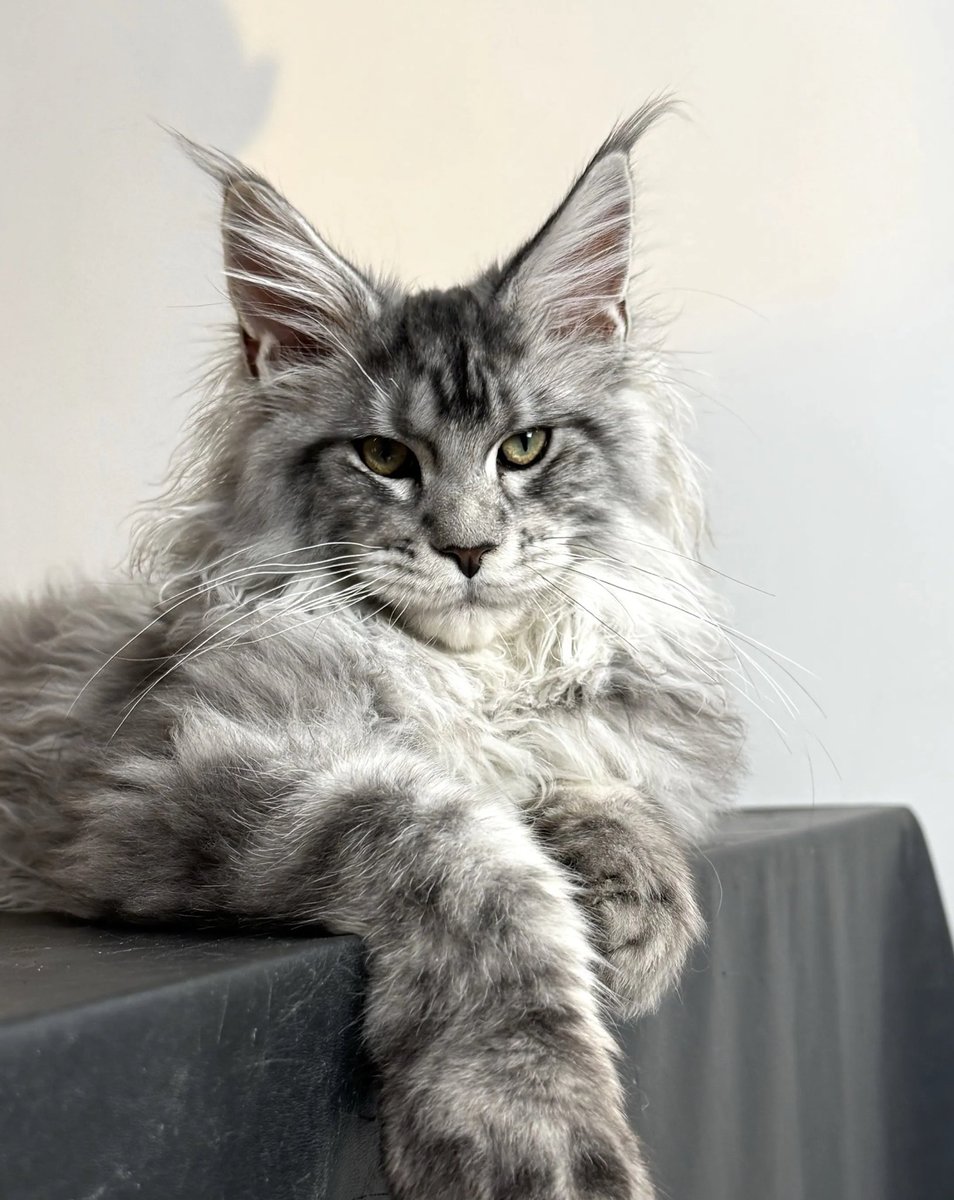 勇士tomato tweet media