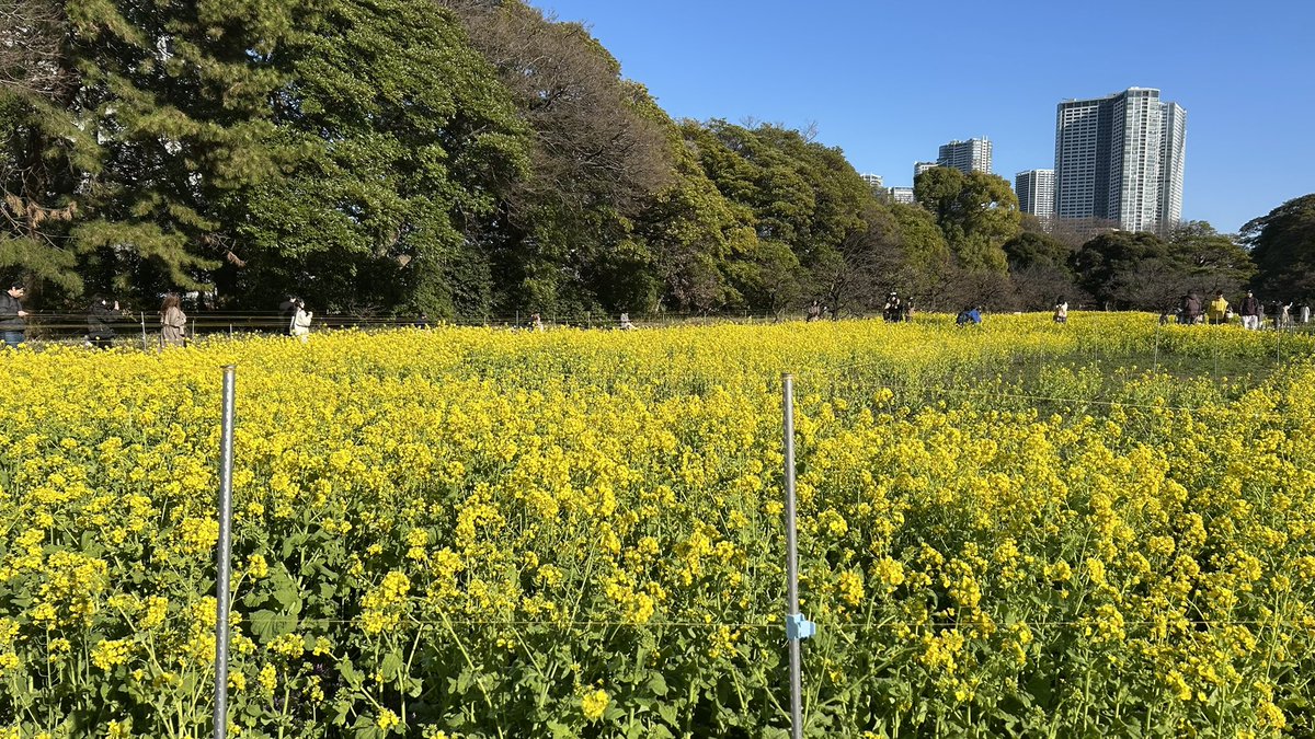 anco_123's tweet photo. 都会の菜の花畑✿

初の築地市場
丸武の卵焼き🥚とマグロ🐟食べた😋 https://t.co/H7eZknwUBd