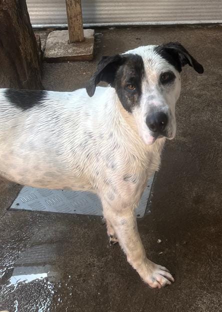 Paolita🐶🐕🐈‍⬛🐱🐾🐾 tweet media