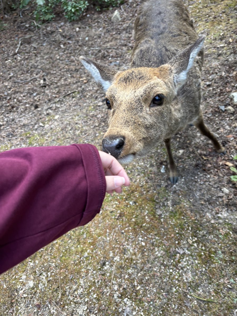 schmitty tweet media