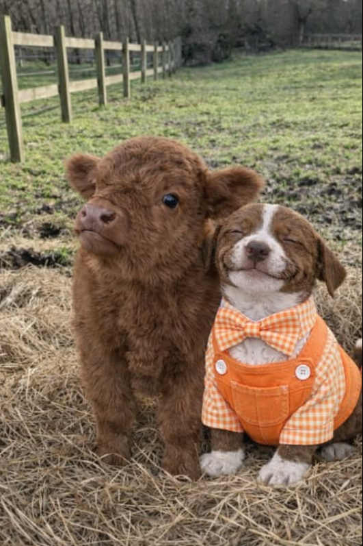 Best in Dogs tweet media