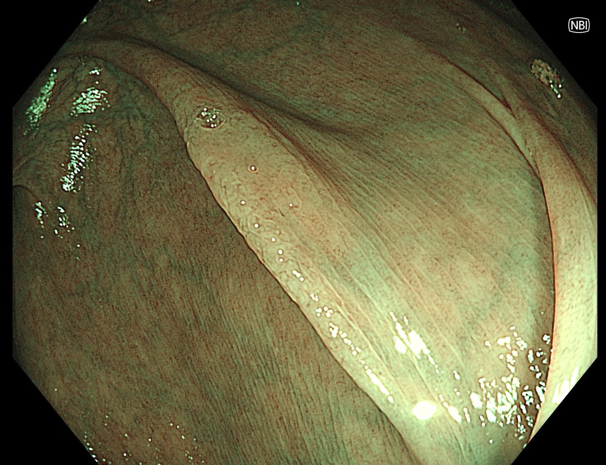 Aleksandar Gavric tweet media