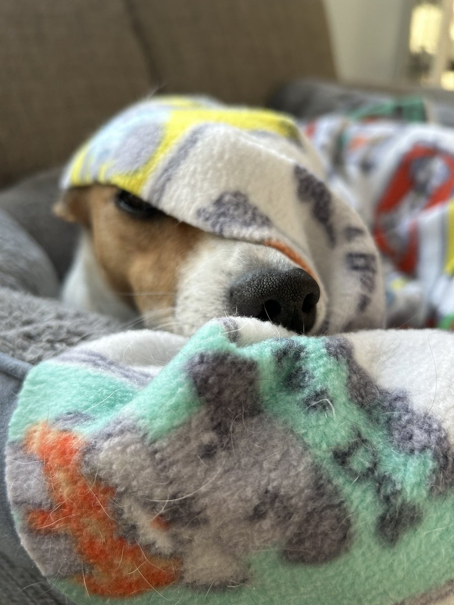BelleLBear's tweet photo. #StPatricks #dogsoftwitter 💧#dogs #dogsofX #zshq 🌧️#MondayRain #BabyBea ☔️
Peekin out here to check… 🌧️yep, still raining… bye for now! https://t.co/0WmLY65iOB