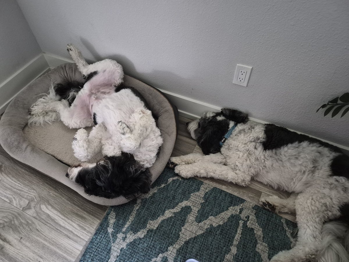 creek_moose's tweet image. Feeling that #MondayMood 😴