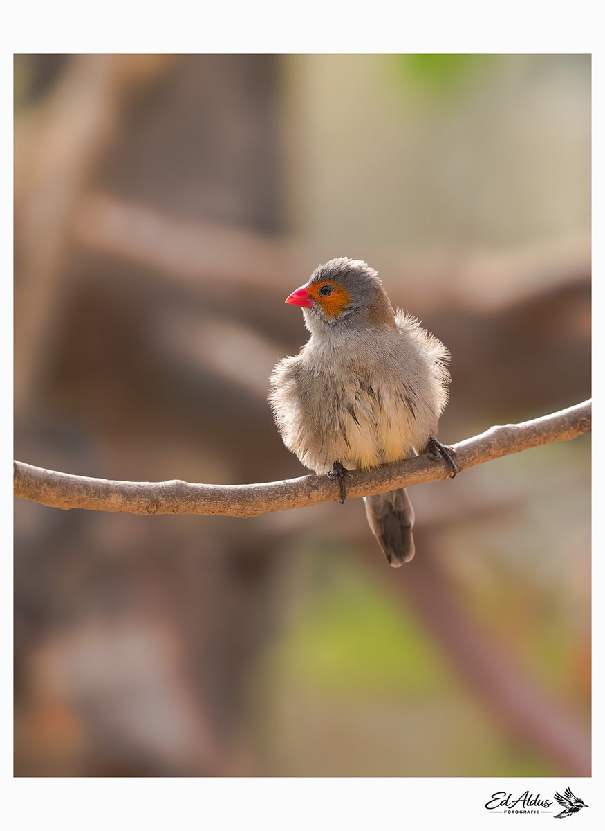 Ed Aldus tweet media