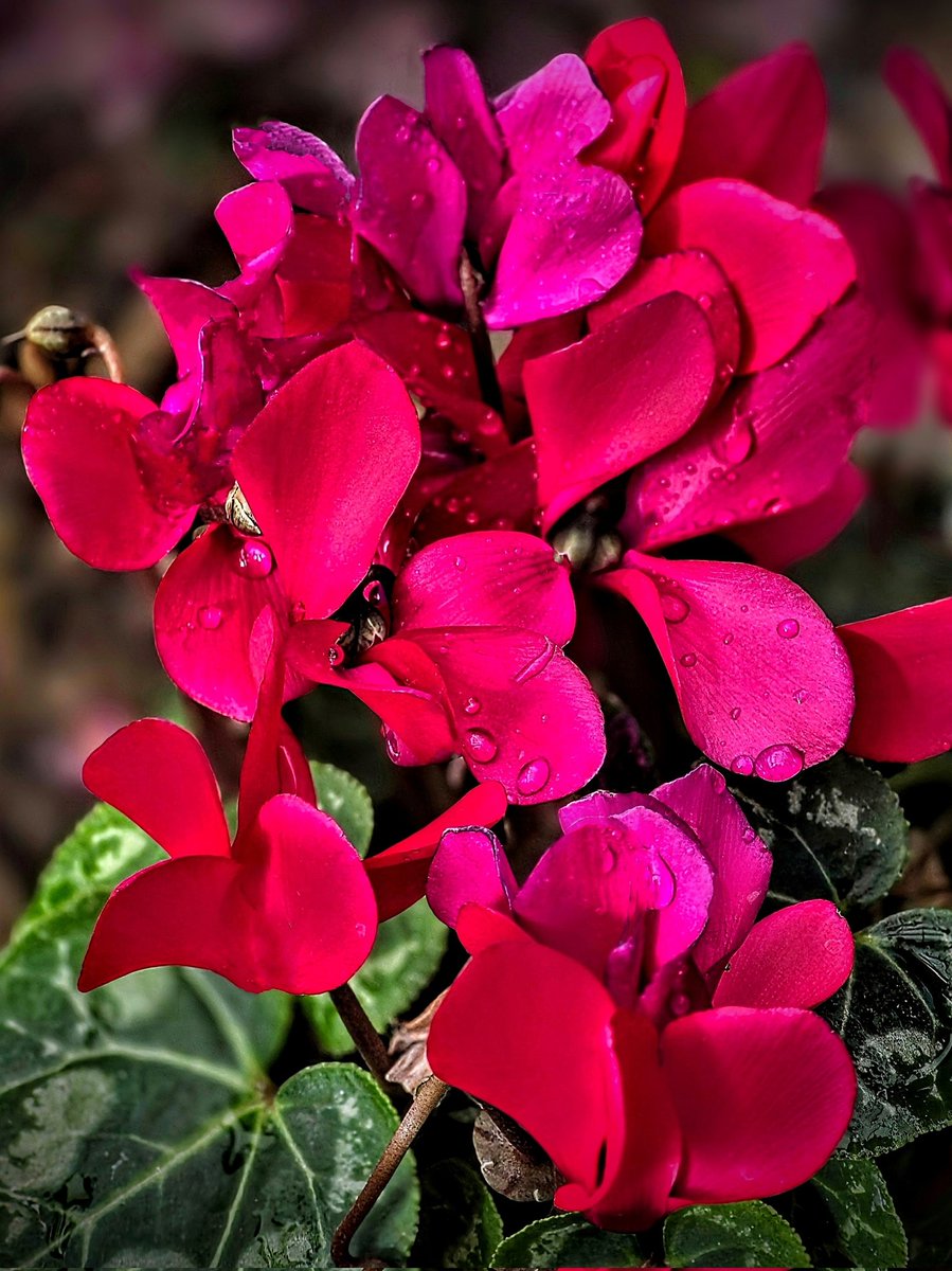 DestCharming's tweet image. Enchanting cyclamen lighting up the garden on a rainy day!💐
One of my favorite houseplants, it loves being moved outdoors for the spring! #springflowers
It's featured on the Destination Charming Storefront this week: tap #affiliatelink here:👇 tr.ee/SpringFlowers