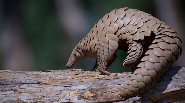 KWSKenya's tweet photo. In the quiet darkness of the night, our team in Transmara together with the Pangolin Project carefully worked to tag a giant pangolin as part of an important monitoring initiative. The operation was carried out safely and successfully, and soon after, the pangolin was released back into the wild where it belongs.

Pangolins are endangered, shy nocturnal creatures known for their remarkable armor of tough scales and their incredible ability to curl into a tight ball when threatened. Despite this natural defense, they remain one of the most trafficked animals in the world.

Every tagged pangolin helps us monitor their movements and strengthen efforts to fight wildlife crime.
The future of pangolins depends on all of us! Help us protect them by supporting our conservation efforts👉 https://t.co/CMz0Dl2Xtk

#SupportWildlifeConservation #TunzaMaliYako