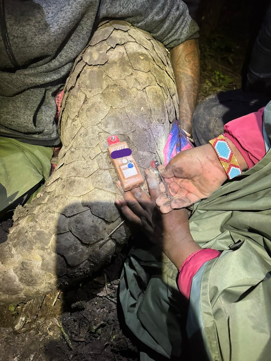 KWSKenya's tweet photo. In the quiet darkness of the night, our team in Transmara together with the Pangolin Project carefully worked to tag a giant pangolin as part of an important monitoring initiative. The operation was carried out safely and successfully, and soon after, the pangolin was released back into the wild where it belongs.

Pangolins are endangered, shy nocturnal creatures known for their remarkable armor of tough scales and their incredible ability to curl into a tight ball when threatened. Despite this natural defense, they remain one of the most trafficked animals in the world.

Every tagged pangolin helps us monitor their movements and strengthen efforts to fight wildlife crime.
The future of pangolins depends on all of us! Help us protect them by supporting our conservation efforts👉 https://t.co/CMz0Dl2Xtk

#SupportWildlifeConservation #TunzaMaliYako