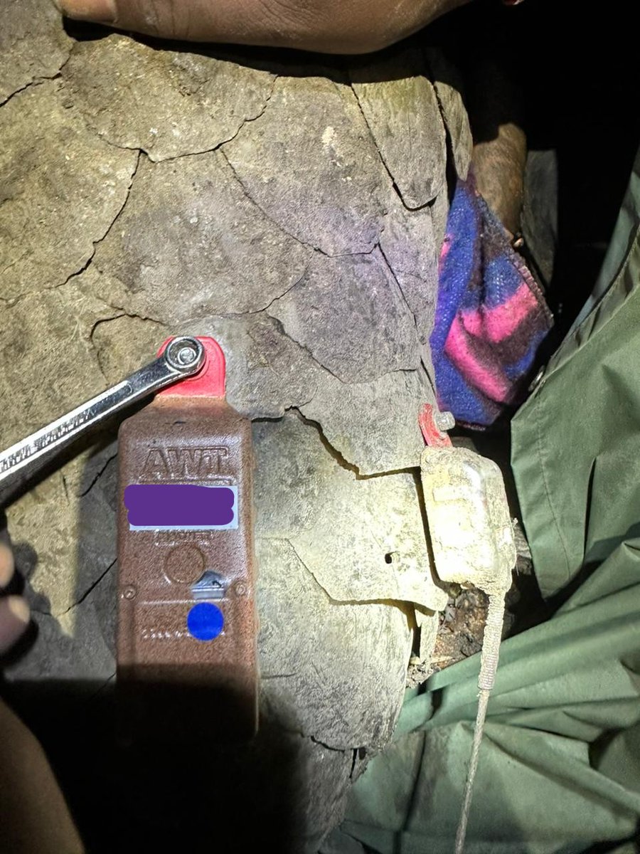 KWSKenya's tweet photo. In the quiet darkness of the night, our team in Transmara together with the Pangolin Project carefully worked to tag a giant pangolin as part of an important monitoring initiative. The operation was carried out safely and successfully, and soon after, the pangolin was released back into the wild where it belongs.

Pangolins are endangered, shy nocturnal creatures known for their remarkable armor of tough scales and their incredible ability to curl into a tight ball when threatened. Despite this natural defense, they remain one of the most trafficked animals in the world.

Every tagged pangolin helps us monitor their movements and strengthen efforts to fight wildlife crime.
The future of pangolins depends on all of us! Help us protect them by supporting our conservation efforts👉 https://t.co/CMz0Dl2Xtk

#SupportWildlifeConservation #TunzaMaliYako