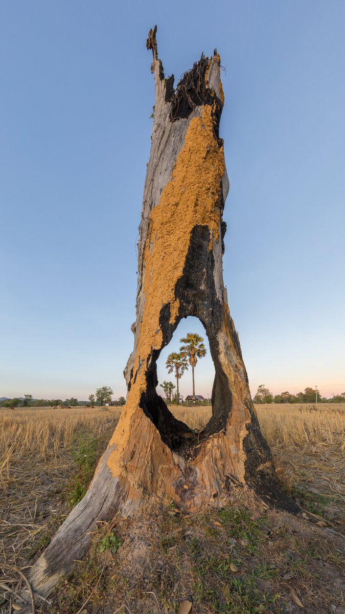 Voyalux's tweet image. 🌅 Laos at sunrise

Two Arecaceae palms standing quietly in the fields, framed through the hollow of a tree stump. Nature creating its own perfect window to a golden morning. 🌴✨

#Laos #SoutheastAsia