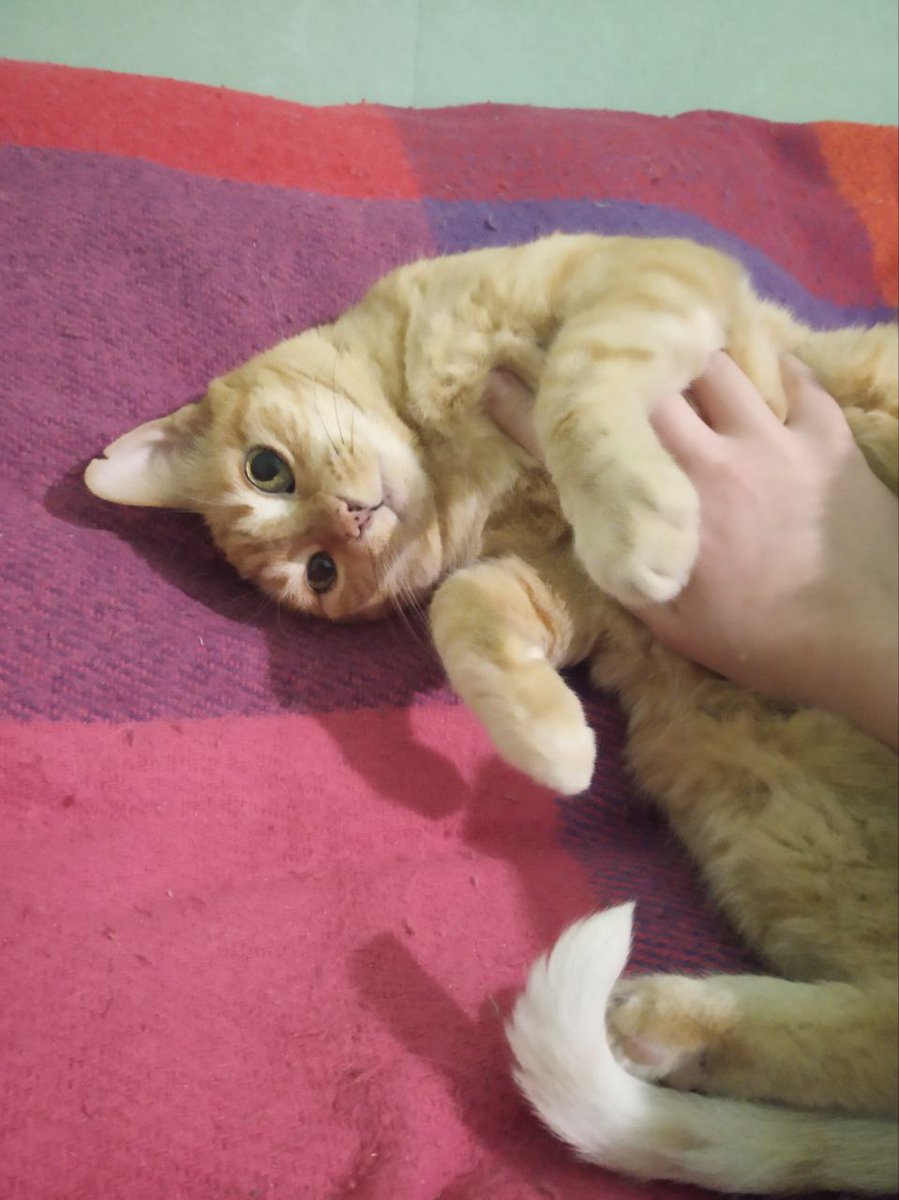 Дарья tweet media