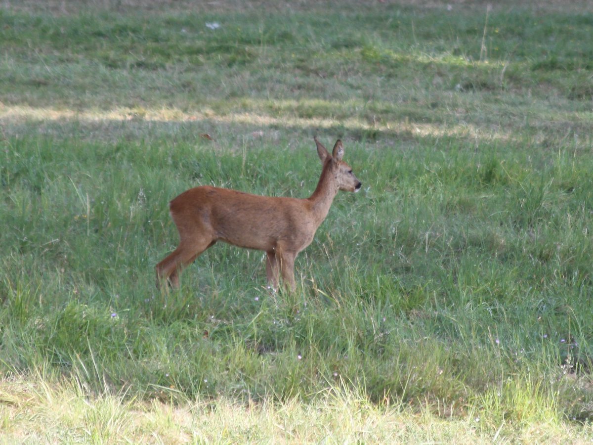 Domaine de Grosbois tweet media