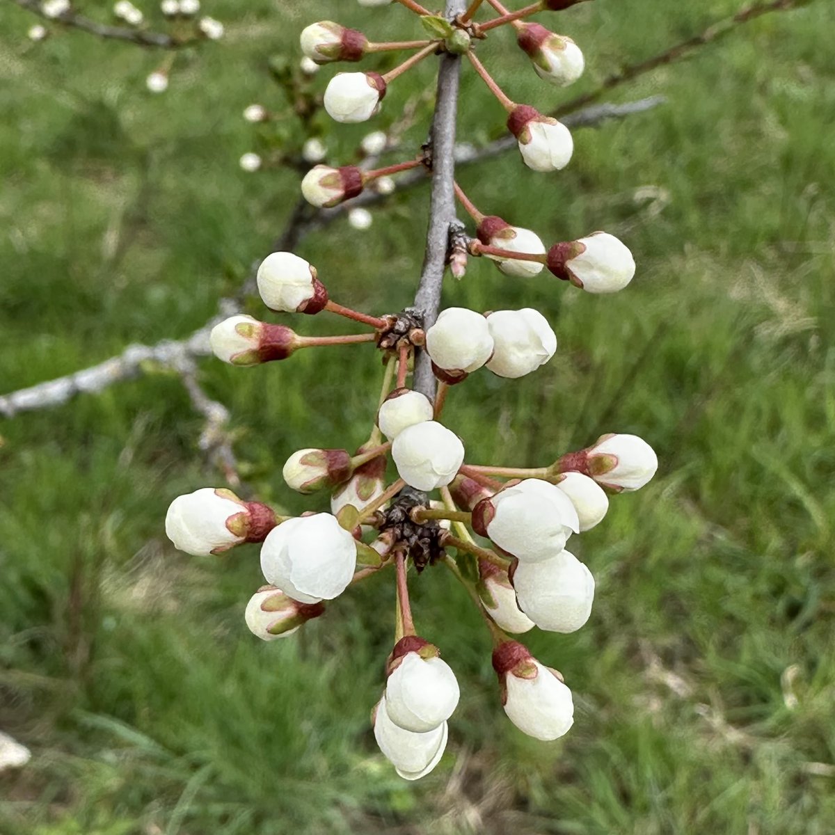 Reda EA 🤙🏼🍉 tweet media