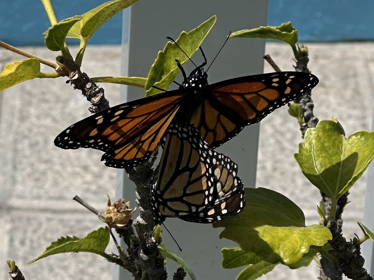 Love4Meat™️ tweet media