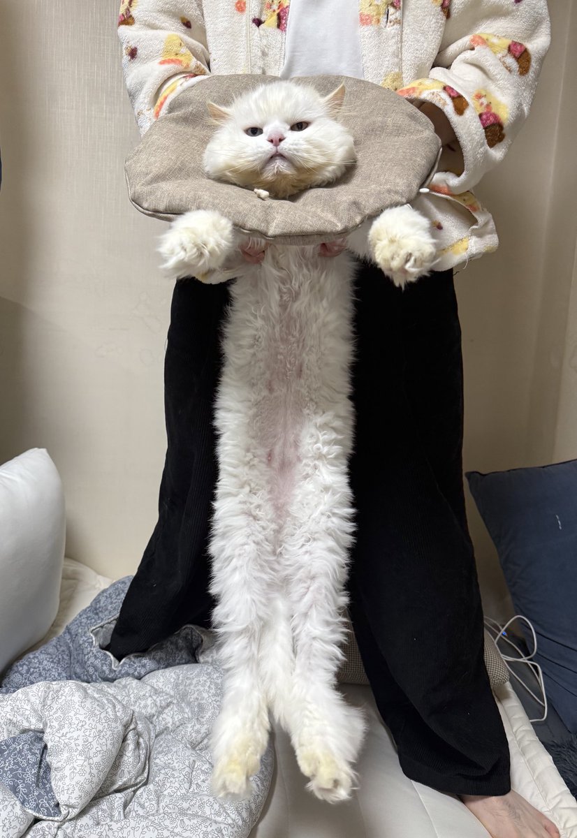 김도앵 tweet media