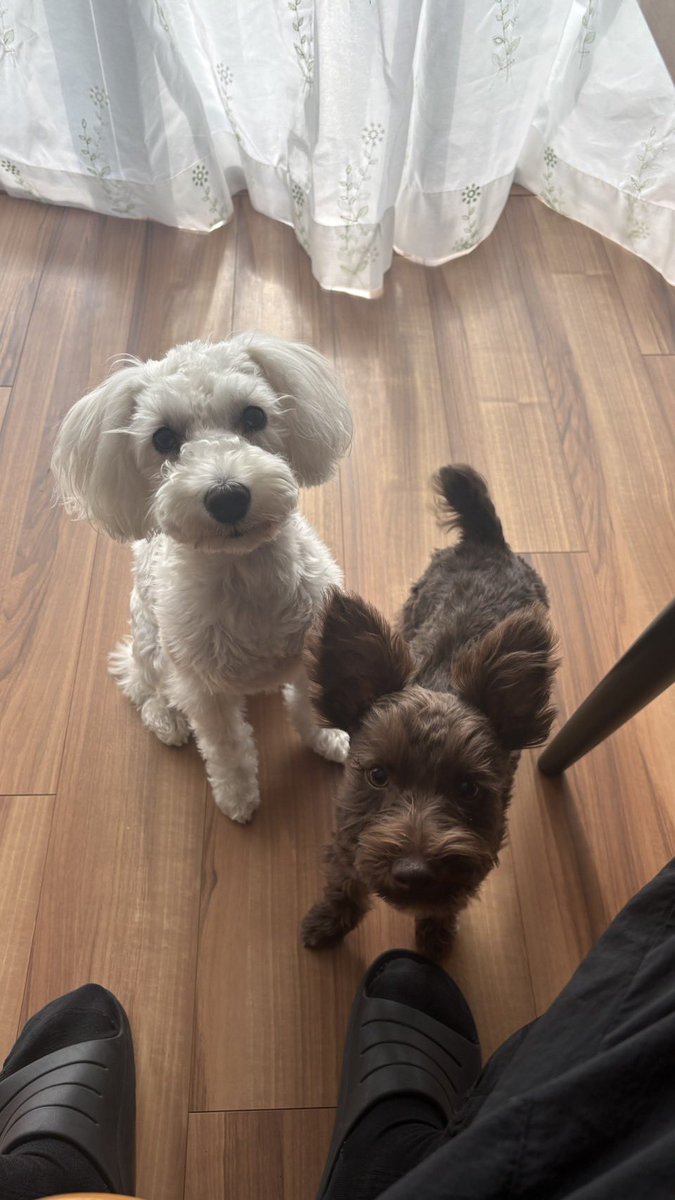 白いシュナ tweet media