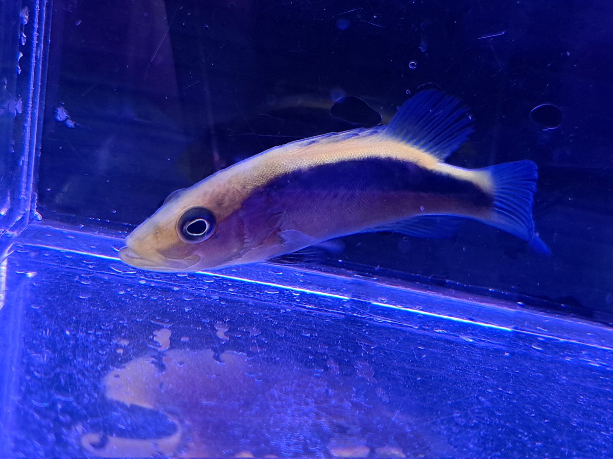 マリン@リミックスインター店 tweet media