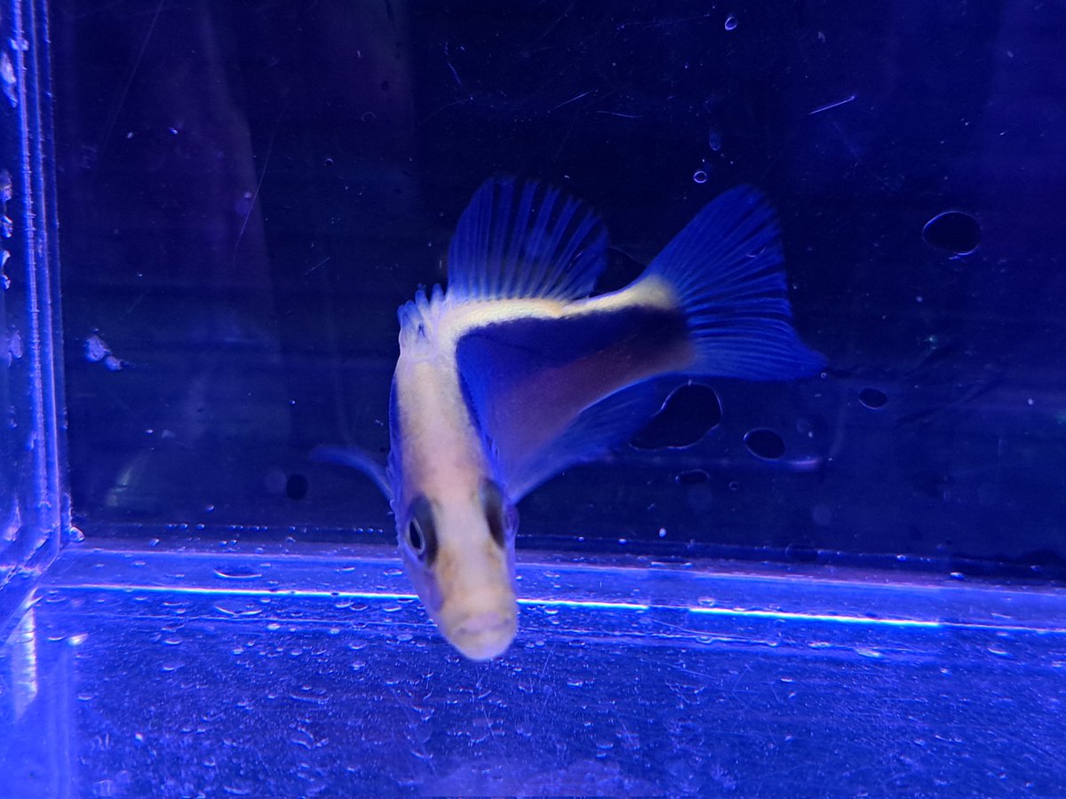 マリン@リミックスインター店 tweet media