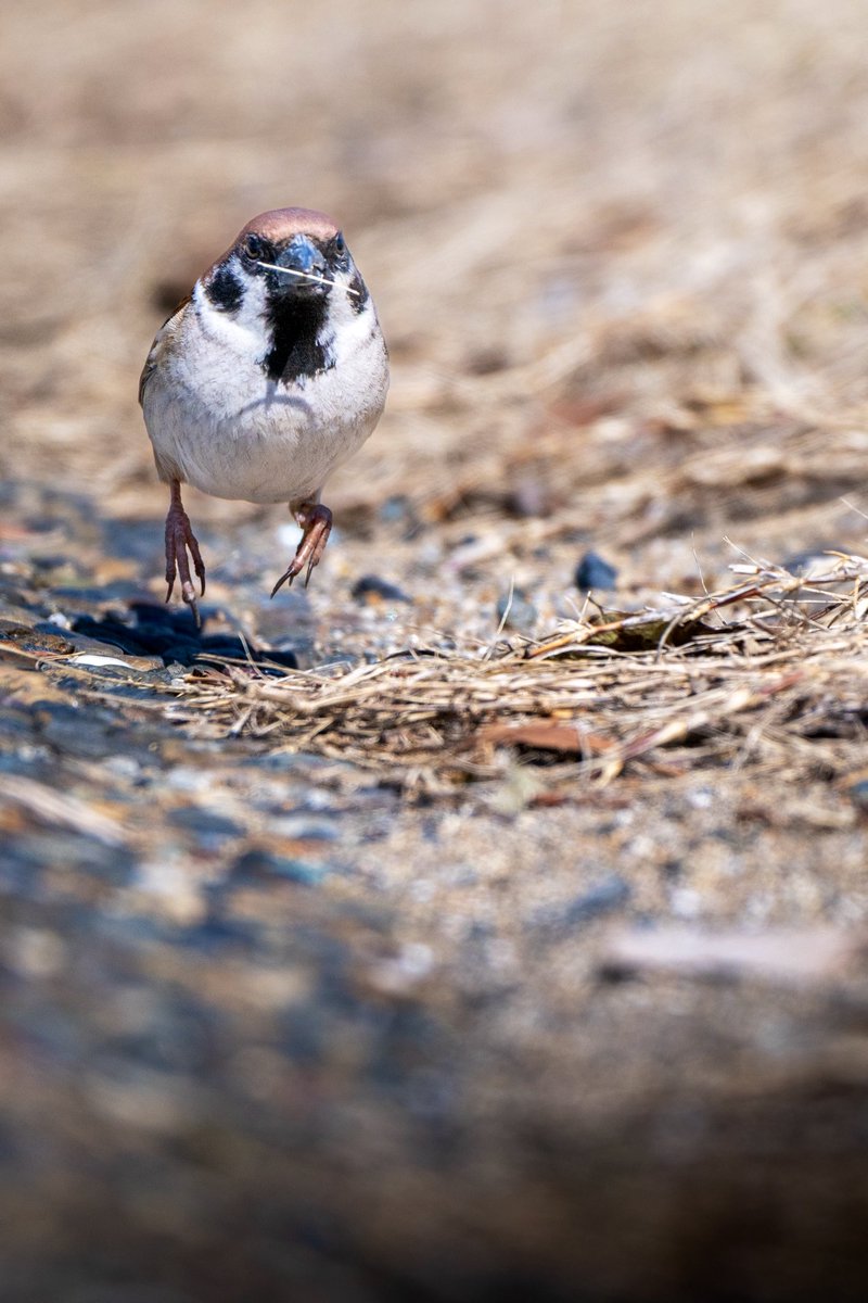 x9_5s's tweet photo. なんか枝拾ってルンルン？
#スズメ
#野鳥撮影 https://t.co/uOfHxJOyes