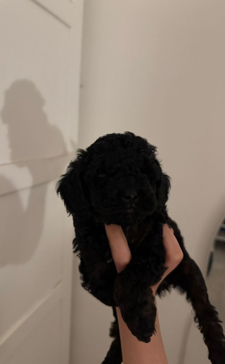 شيخة السعدون tweet media