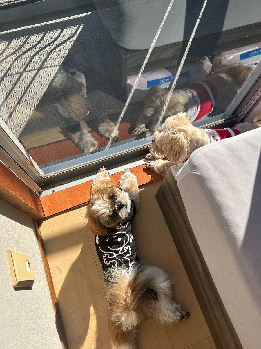 fuwa2wan's tweet photo. 2人仲良く日向ぼっこしてたよ☀️
喧嘩する時もあるけど仲良い時もある🐶 https://t.co/V9rXYh67Rx