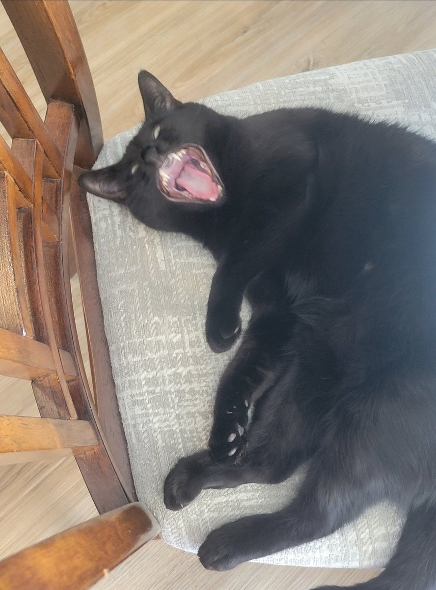 Nobodyakshully's tweet photo. @HarmlessYardDog monday feelz https://t.co/SF6OabGeuH