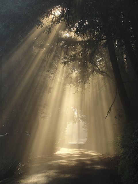 artindetails's tweet photo. crepuscular rays https://t.co/QuyNYTqNXj