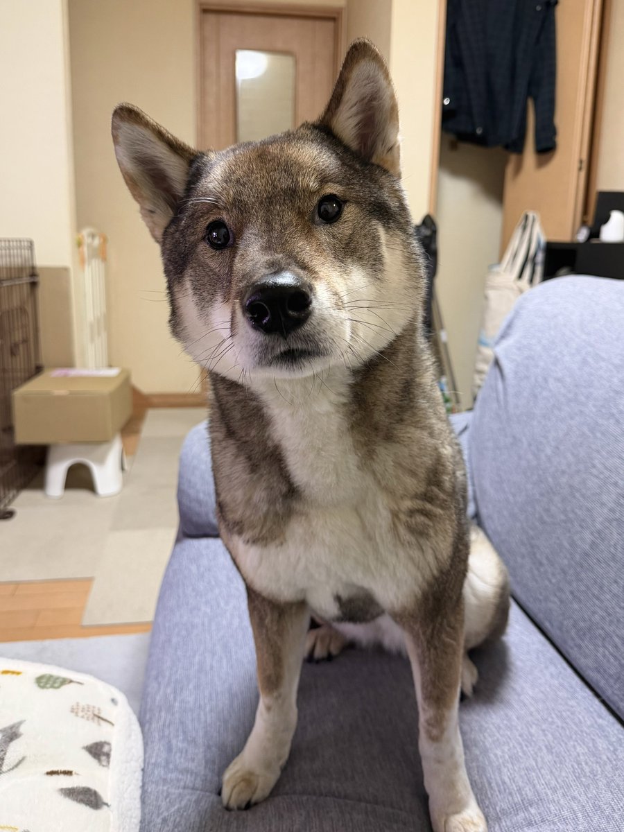 kichitada tweet media