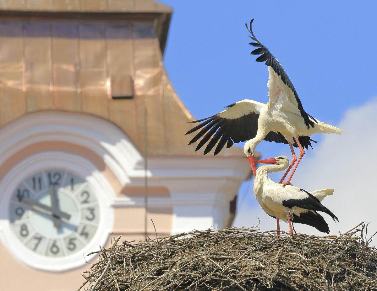 Voyalux's tweet photo. 🕊️ White storks during mating season
A beautiful moment in nature captured by Lubomír Dajč, showing the courtship and bonding behaviour of these iconic birds. A reminder of the incredible rhythms of wildlife. 🌿
#WhiteStorks #Birds #Nature https://t.co/iM83vnhhBp