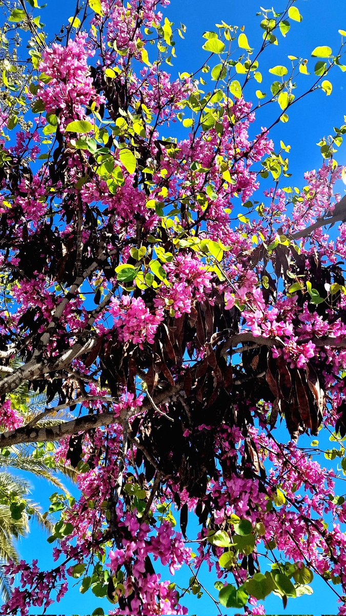 Vigía de Isbilya tweet media