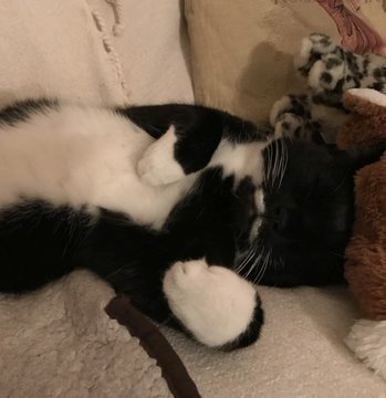 Moustache Cat tweet media