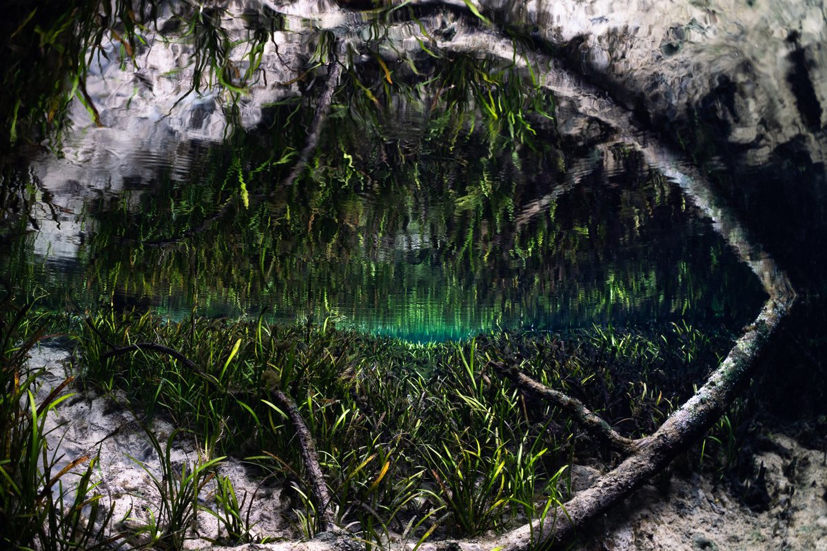 Branjakee's tweet photo. Life of swamp is the life for me 🙂💫🌿#underwaterart #florida #floridasprings

Artist: @Branjakee https://t.co/zef38GPVTU