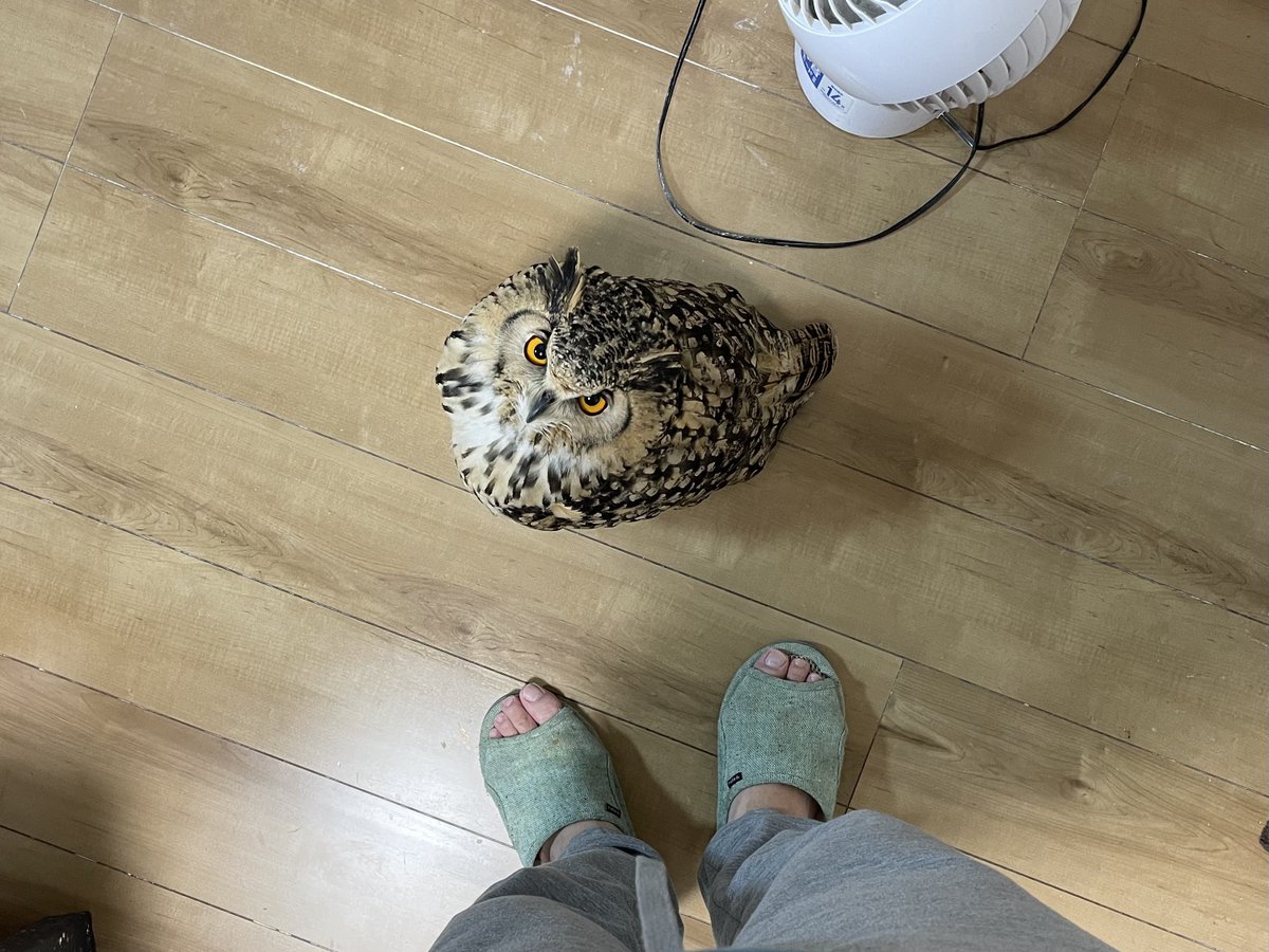 ベンガルワシミミズクのおみた tweet media