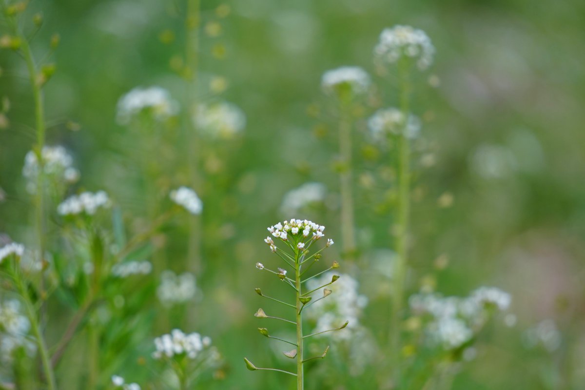 ダニエル コフリン tweet media