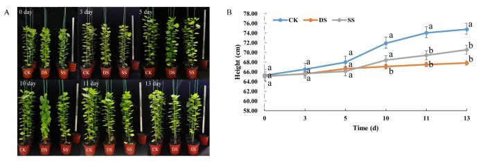 Plant Cell Reports tweet media