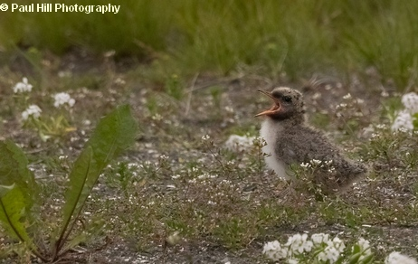 L Bimo 💚🌱🐦⬛🐝 tweet media