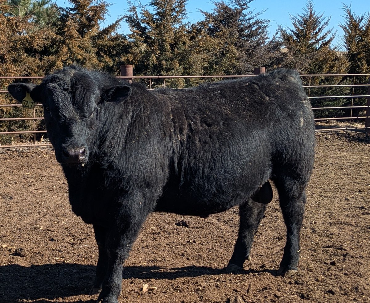 Dry Creek Cattle Co. tweet media