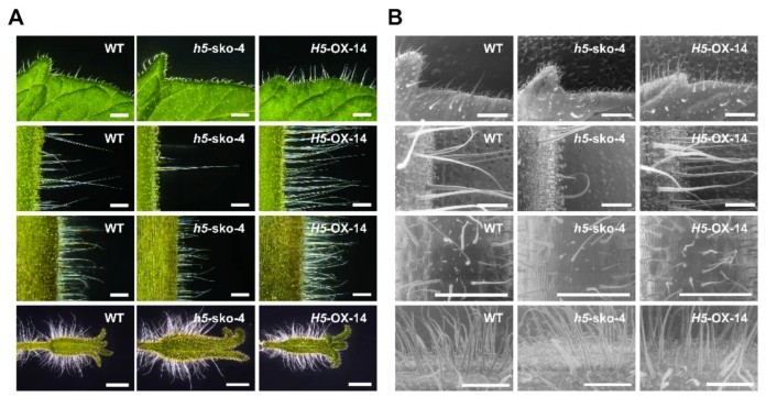 Plant Cell Reports tweet media