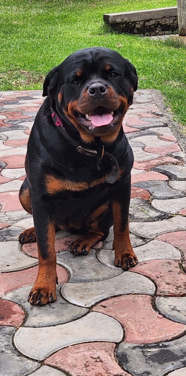 geshgroove's tweet photo. *MISSING DOG*

Her name is SHADOW,female Rotweiller (she is naturally tailed),3 years old.

She went missing last night (Sunday) around 22:30 from Mwabombeni road,Northrise,Ndola.

Please inbox me if you have any information. Appreciation will be shown. https://t.co/vmgXZse03A