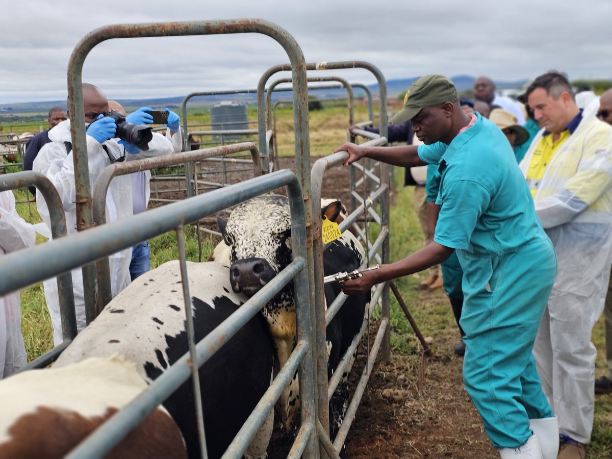 DOAgov_ZA's tweet image. #FMDVaccinationDrive | Limpopo is Vaccinating to Stop FMD💉🐄

Minister John Steenhuisen &amp;amp; Limpopo MEC for Agriculture and Rural Development, Ms Nakedi Kekana, are observing the 4th nationwide mass vaccination rollout.

Government is intensifying efforts to protect livestock,