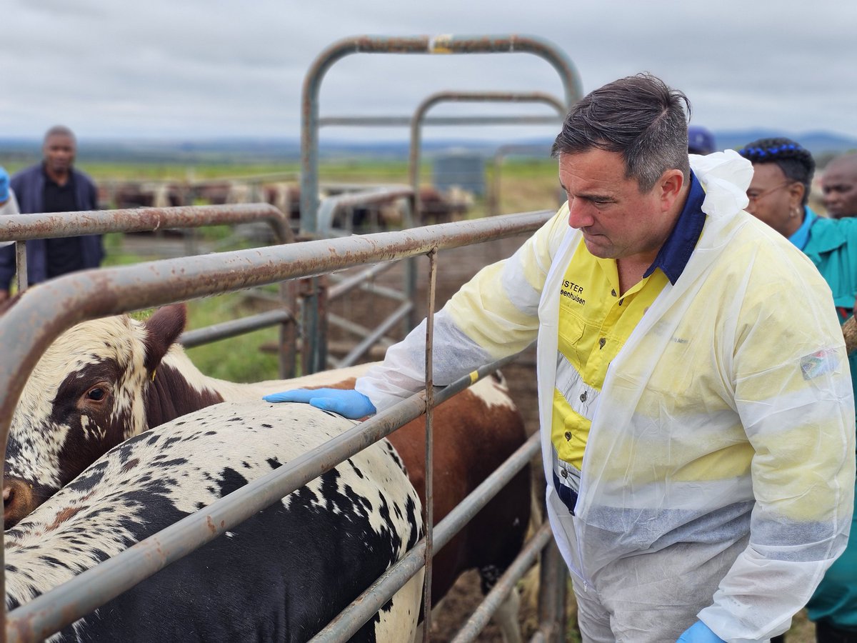 DOAgov_ZA's tweet image. #FMDVaccinationDrive | Limpopo is Vaccinating to Stop FMD💉🐄

Minister John Steenhuisen &amp;amp; Limpopo MEC for Agriculture and Rural Development, Ms Nakedi Kekana, are observing the 4th nationwide mass vaccination rollout.

Government is intensifying efforts to protect livestock,