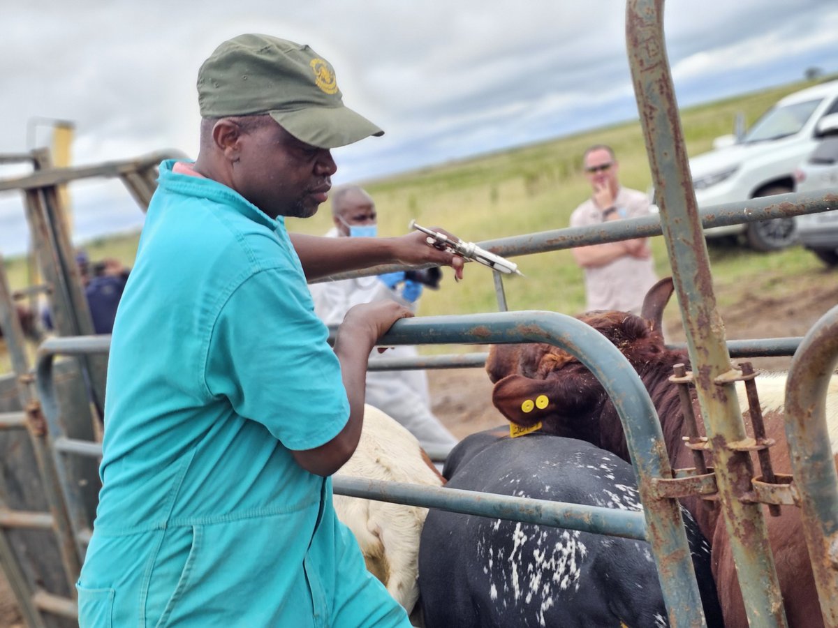 DOAgov_ZA's tweet image. #FMDVaccinationDrive | Limpopo is Vaccinating to Stop FMD💉🐄

Minister John Steenhuisen &amp;amp; Limpopo MEC for Agriculture and Rural Development, Ms Nakedi Kekana, are observing the 4th nationwide mass vaccination rollout.

Government is intensifying efforts to protect livestock,