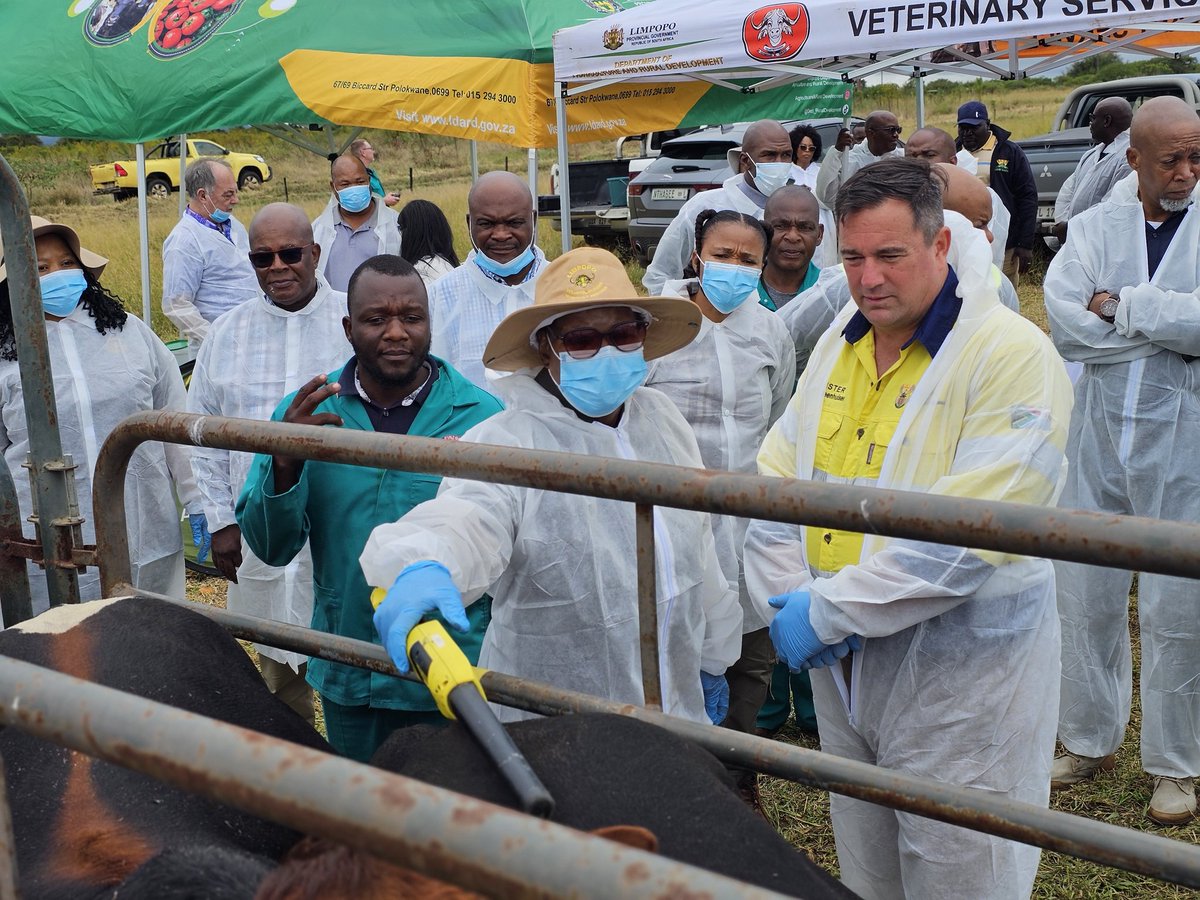 DOAgov_ZA's tweet image. #FMDVaccinationDrive | Limpopo is Vaccinating to Stop FMD💉🐄

Minister John Steenhuisen &amp;amp; Limpopo MEC for Agriculture and Rural Development, Ms Nakedi Kekana, are observing the 4th nationwide mass vaccination rollout.

Government is intensifying efforts to protect livestock,