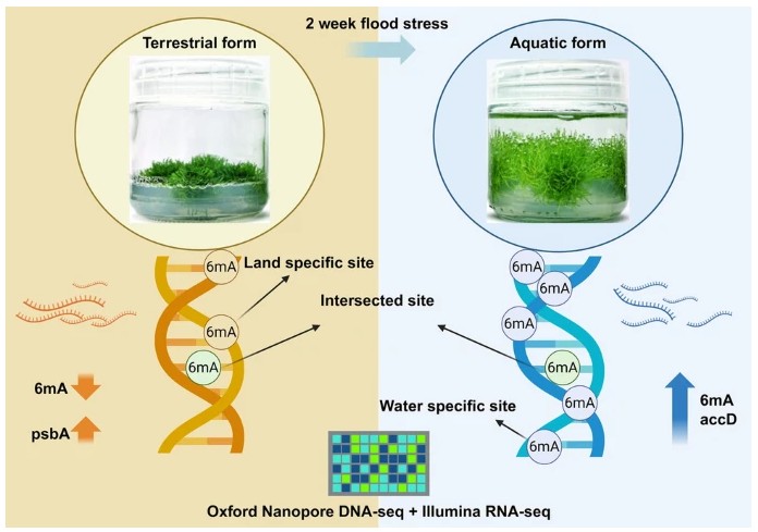 Plant Cell Reports tweet media