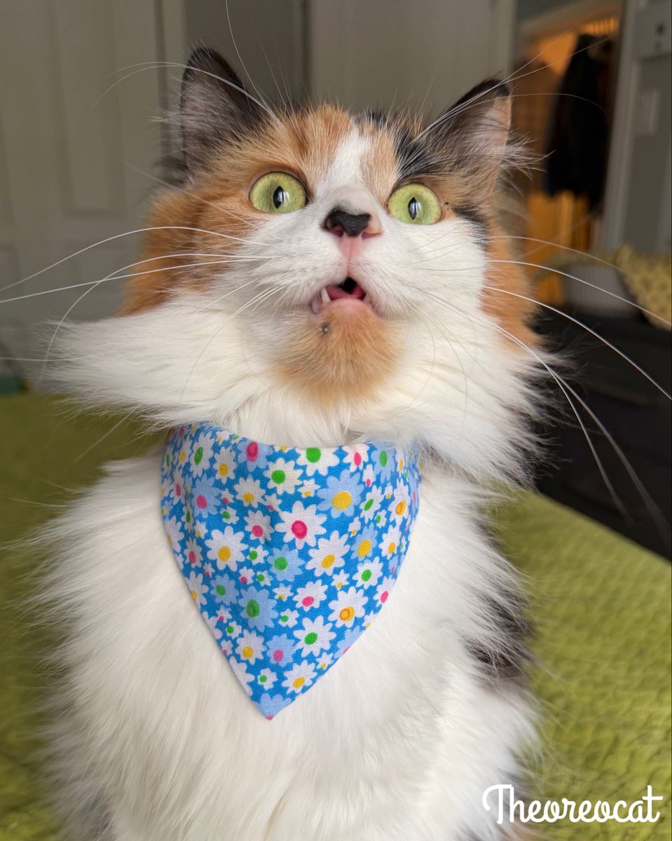 The Oreo Cat tweet media