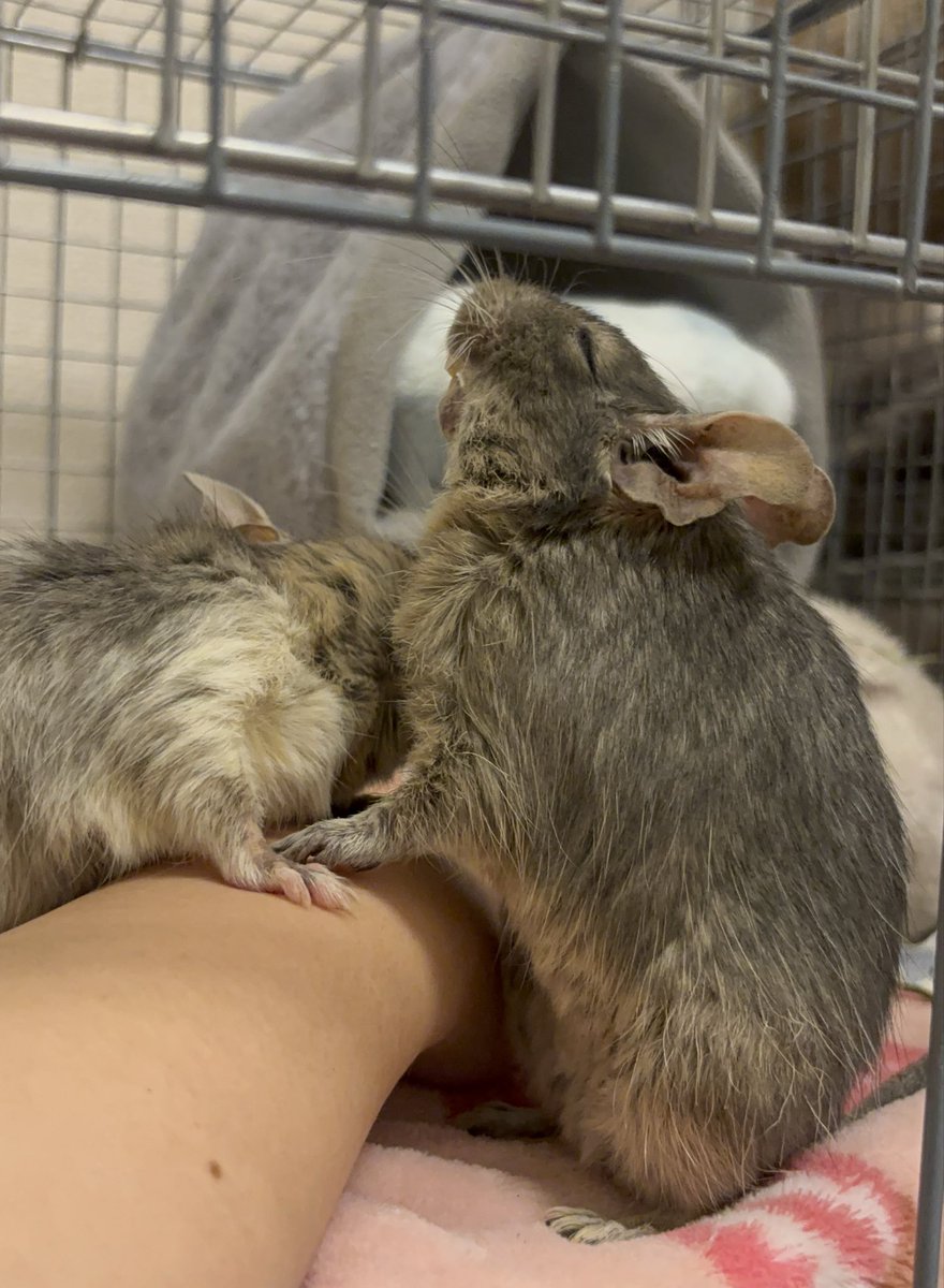 気持ちよさそう☺️

#デグー